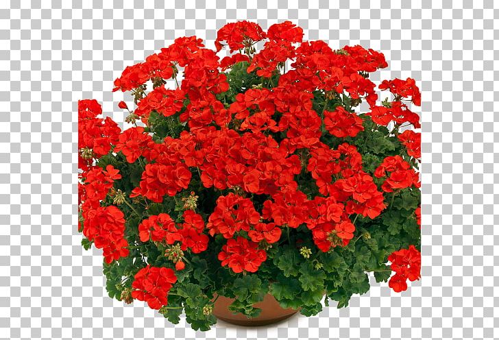 Ivy Geranium Ornamental Plant Color Seed PNG, Clipart, Annual Plant, Blue, Chrysanths, Color, Cut Flowers Free PNG Download