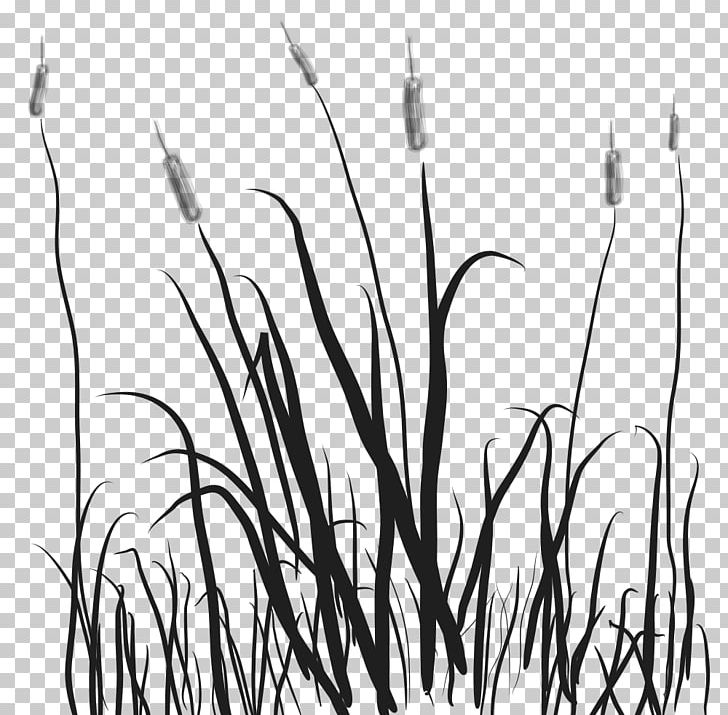 Marsh Cattail PNG, Clipart, Black And White, Branch, Cattail, Desktop Wallpaper, Drawing Free PNG Download