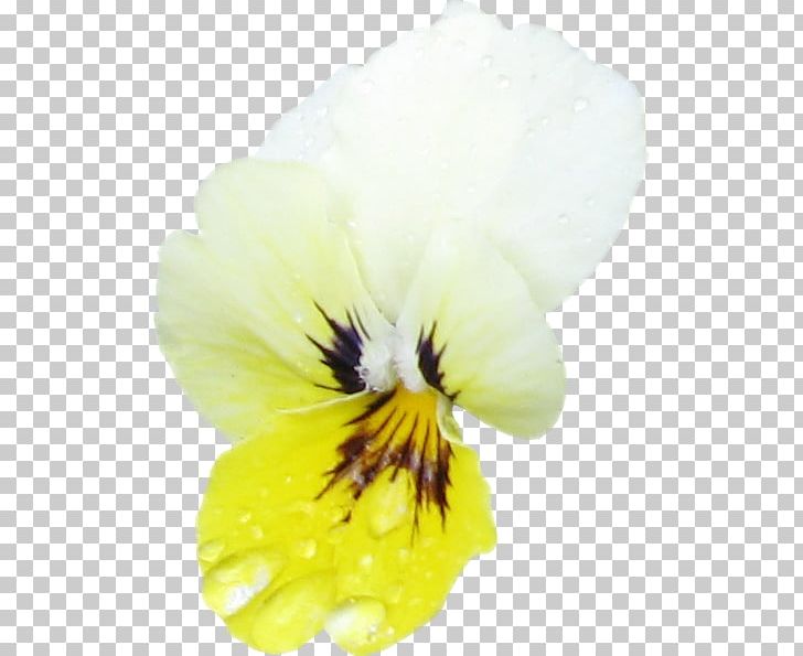 Pansy Close-up PNG, Clipart, Closeup, Closeup, Flower, Flowering Plant, Miscellaneous Free PNG Download