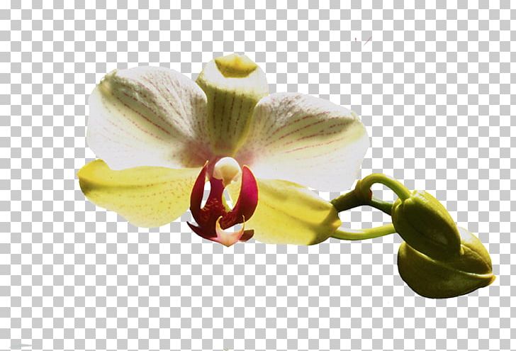 Moth Orchids Flower PNG, Clipart, Author, Blog, Category Of Being, Closeup, Flower Free PNG Download