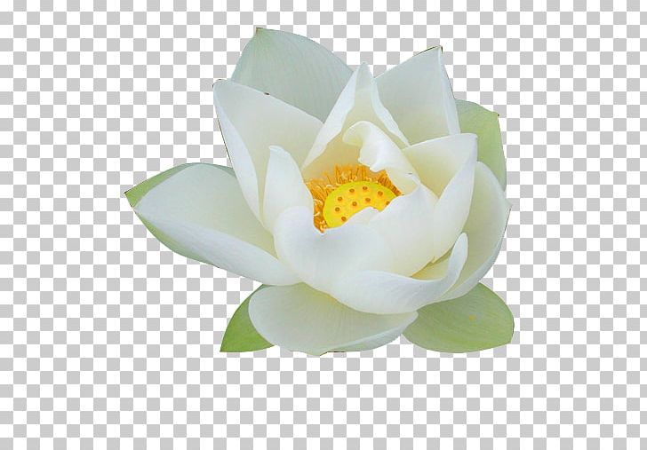 Nelumbo Nucifera Pygmy Water-lily Flower Lilium PNG, Clipart, Aquatic Plant, Background White, Black White, Flower, Flowering Plant Free PNG Download