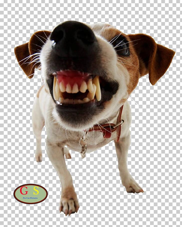 Dog Training Pet Door Dog Aggression PNG, Clipart, Animals, Biting, Carnivoran, Companion Dog, Dog Free PNG Download