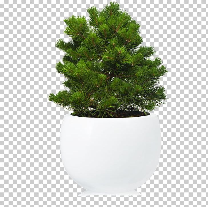Fir Mountain Pine Conifers Bonsai PNG, Clipart, Alpine Garden, Bonsai, Conifer, Conifers, Evergreen Free PNG Download