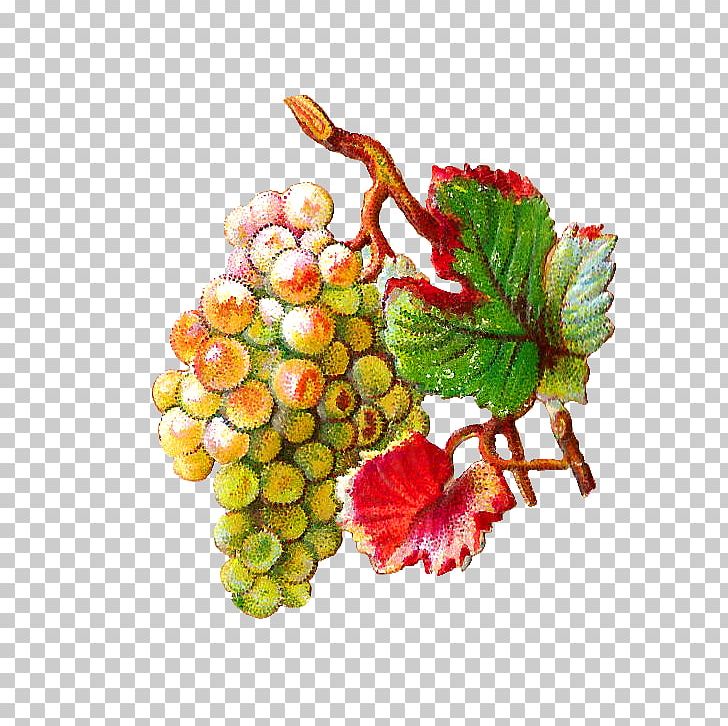 Grapevines Food Fruit Grape Leaves PNG, Clipart, Drawing, Flowering Plant, Food, Fruit, Fruit Nut Free PNG Download