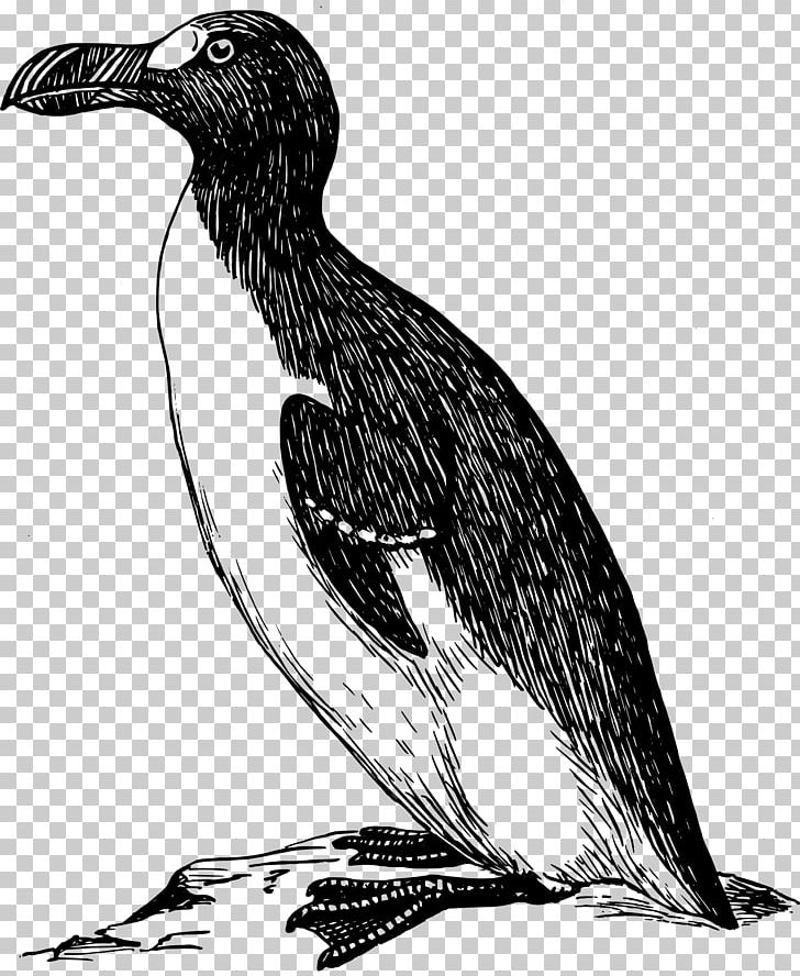 Great Auk PNG, Clipart, Art, Auk, Beak, Bird, Black And White Free PNG Download