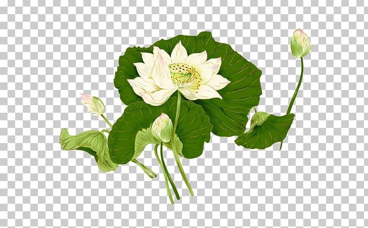 Nelumbo Nucifera Ink Wash Painting PNG, Clipart, Annual Plant, Art, Chinese Painting, Color, Cut Flowers Free PNG Download