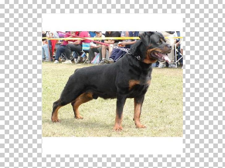 Rottweiler Dobermann Pit Bull Dog Breed PNG, Clipart, Breed, Breeder, Carnivoran, Dobermann, Dog Free PNG Download