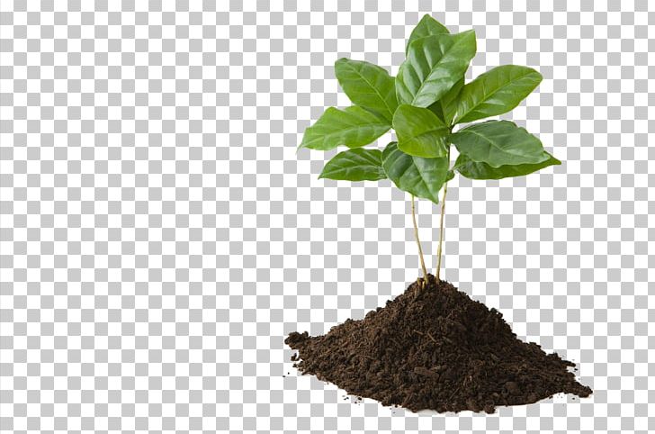 Tree Soil Stock Photography Plant PNG, Clipart, Alamy, Background Green, Branch, Branches, Elodea Free PNG Download