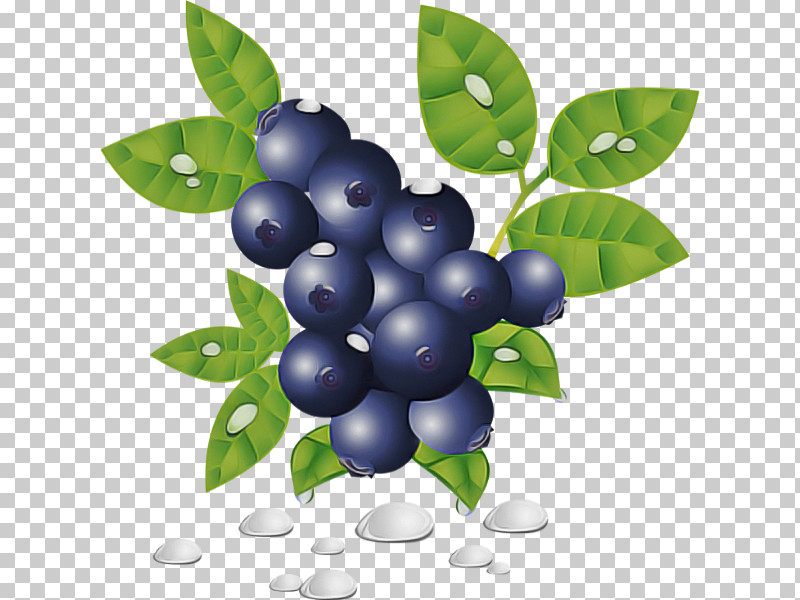 Berry Plant Bilberry Fruit Leaf PNG, Clipart, Berry, Bilberry, Blueberry, Flower, Fruit Free PNG Download