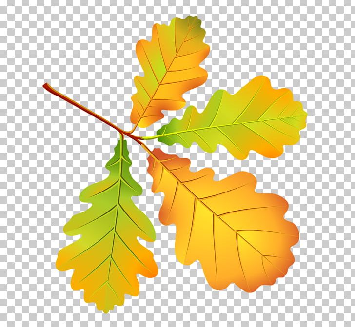 Autumn Leaves Leaf Drawing Tree PNG, Clipart, Autumn, Autumn In New England, Autumn Leaf Color, Autumn Leaves, Branch Free PNG Download