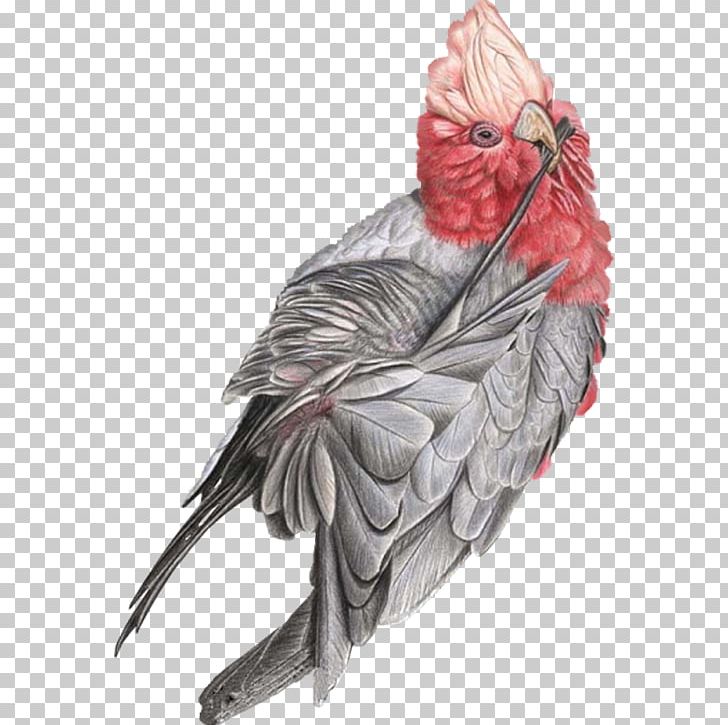 Bird Painting Macaw PNG, Clipart, Animal, Animals, Beak, Bird, Chicken Free PNG Download