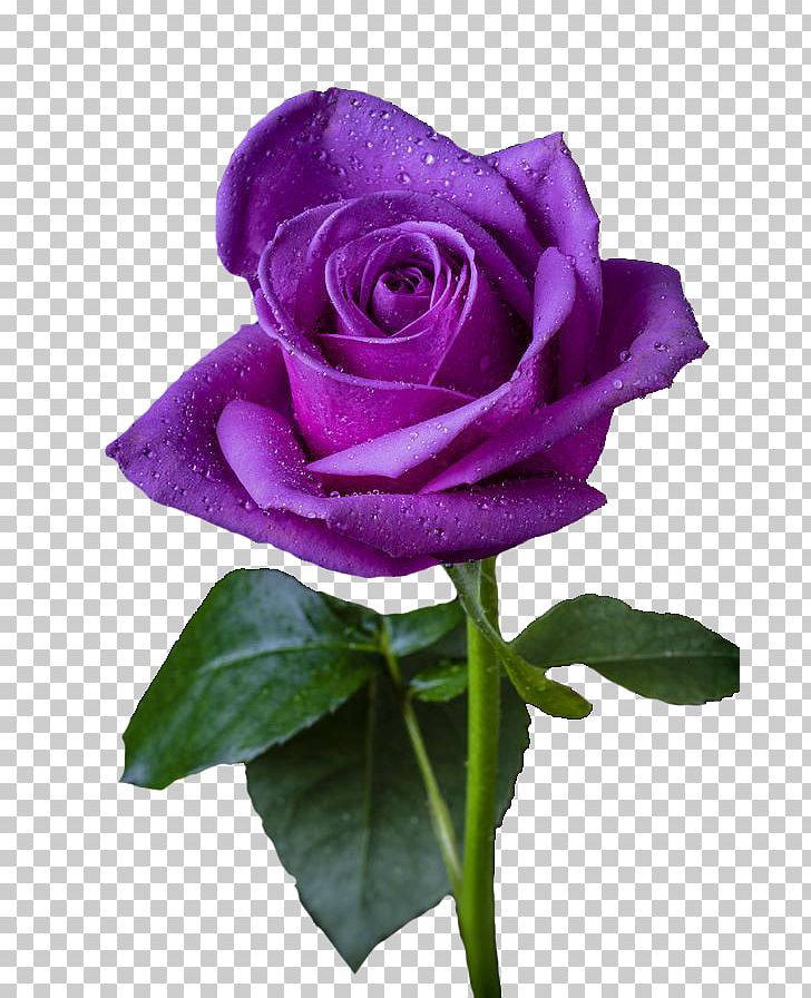 Purple Rose Purple Rose Flower Violet PNG, Clipart, Blue, Blue Rose, Color, Floribunda, Flower Free PNG Download