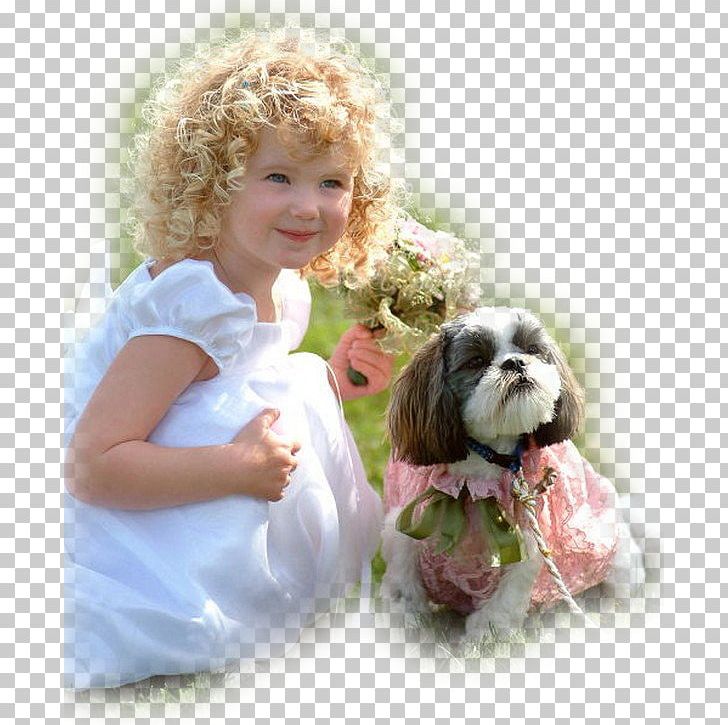 Shih Tzu Child Dogs 101 Infant Family PNG, Clipart, Animal, Art, Bebek, Carnivoran, Cavachon Free PNG Download