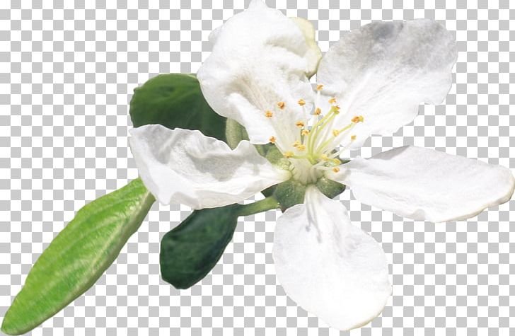 Flower Plant Apples PNG, Clipart, Apples, Blossom, Cerasus, Color, Cut Flowers Free PNG Download