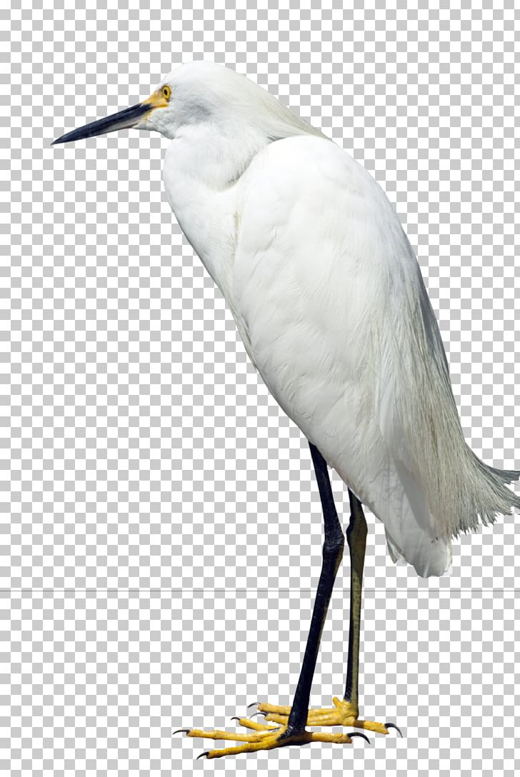 Great Egret Heron Bird Snowy Egret PNG, Clipart, Animals, Beak, Bird, Cattle Egret, Ciconiiformes Free PNG Download