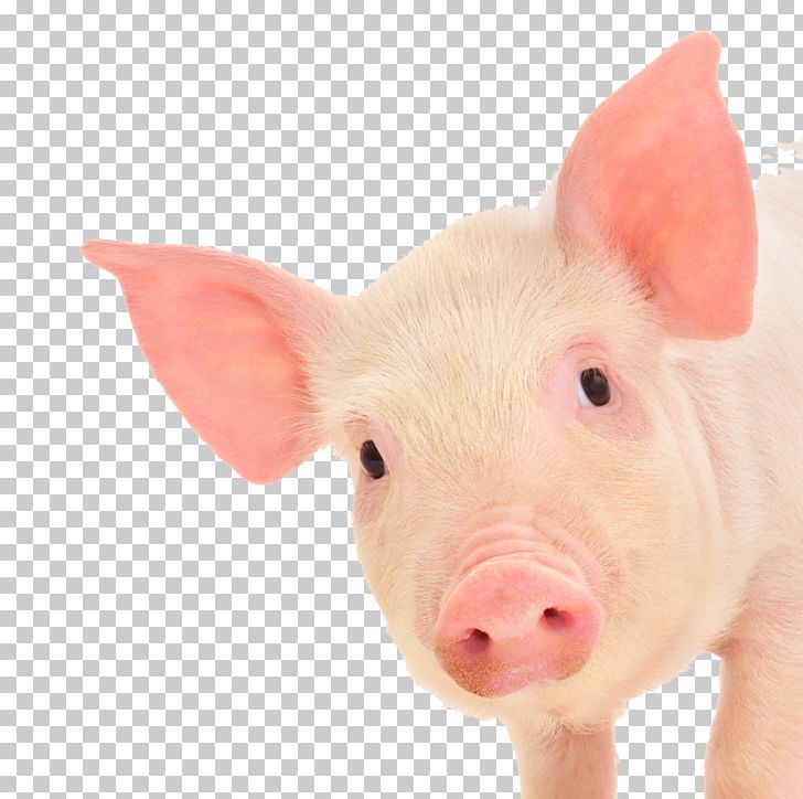Miniature Pig Dog Cat Guinea Pig Pig Farming PNG, Clipart, Animal, Animal Cognition, Animals, Breed, Cat Free PNG Download