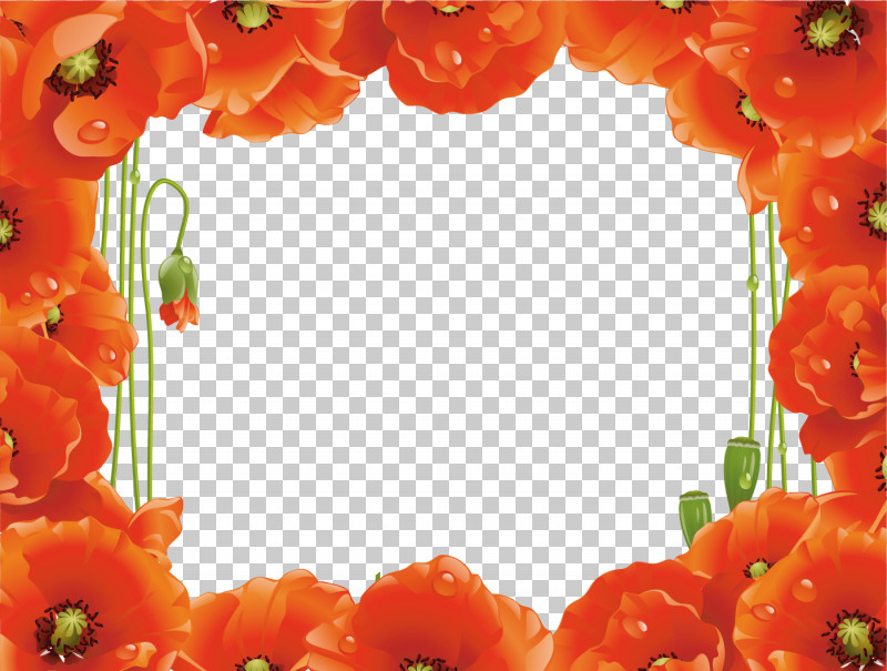 Poppy Frame Flower Frame Floral Frame PNG, Clipart, Coquelicot, Floral