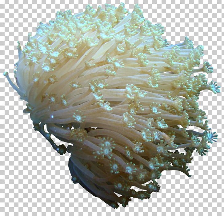 Coral PNG, Clipart, Cnidaria, Coral, Email, Invertebrate, Miscellaneous Free PNG Download