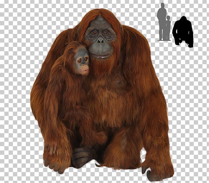 Gorilla Chimpanzee Bornean Orangutan Primate PNG, Clipart, Animals, Ape, Bornean Orangutan, Chimpanzee, Computer Icons Free PNG Download