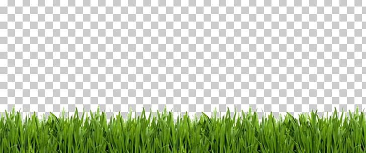 Lawn Stock Photography Artificial Turf PNG, Clipart, Animation, Artificial Turf, Commodity, Crop, Field Free PNG Download