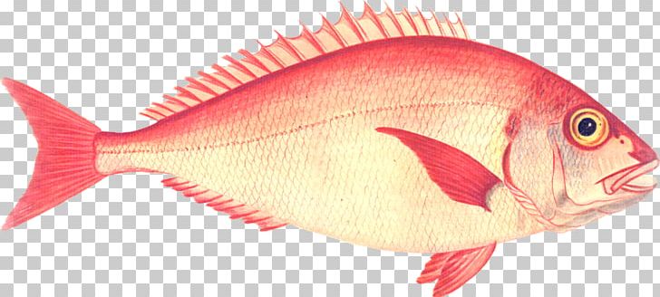 Northern Red Snapper Red Seabream Fish Products Perch PNG, Clipart, Fauna, Fish, Fishing, Fish Products, Marine Biology Free PNG Download