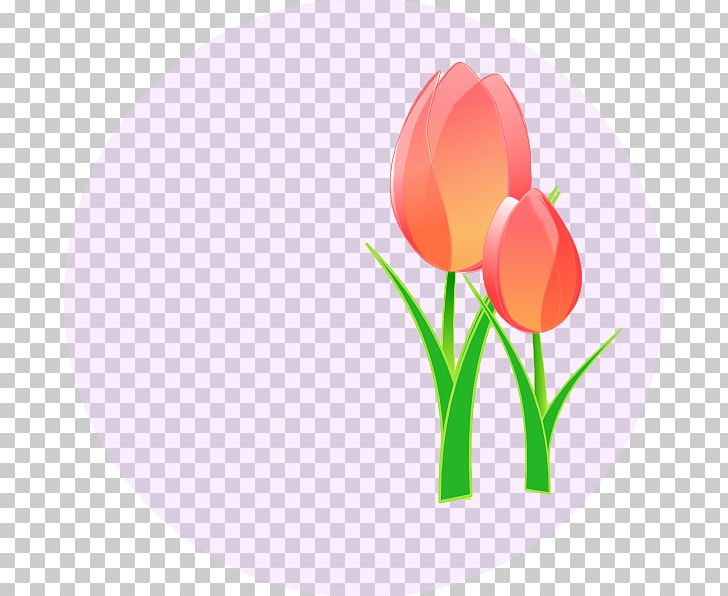 Tulip Flower PNG, Clipart, Computer Icons, Computer Wallpaper, Download, Flower, Flowering Plant Free PNG Download