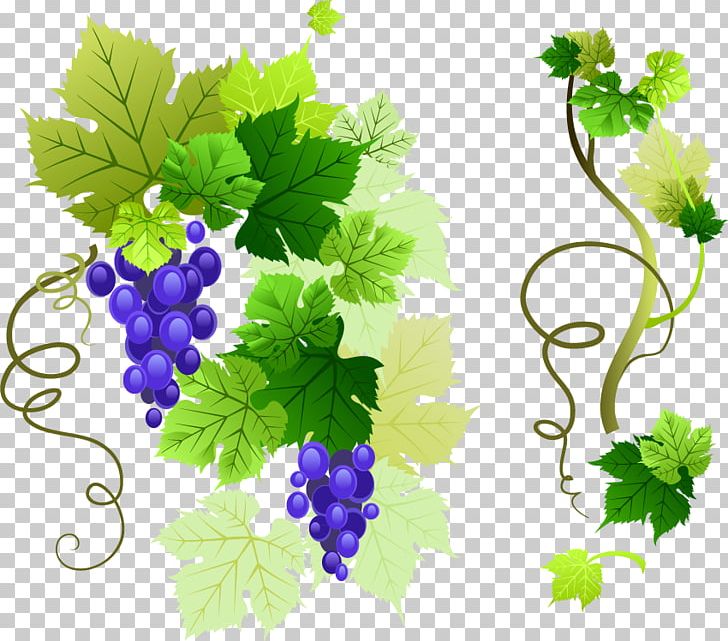 Common Grape Vine Grape Leaves PNG, Clipart, Encapsulated Postscript, Food, Fruit, Fruit Nut, Grape Free PNG Download