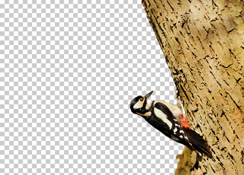 /m/083vt Wood M-tree Tree PNG, Clipart, Adventure, M083vt, Mtree, Paint, Tree Free PNG Download