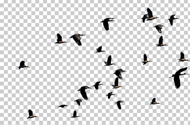 Bird Migration Flight Duck Animal Migration PNG, Clipart, Anatidae, Animal Migration, Animals, Beak, Bird Free PNG Download