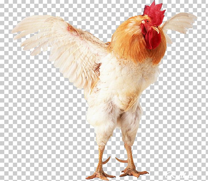 Brahma Chicken Japanese Bantam Rooster Bird Poultry Farming PNG, Clipart, Animals, Bantam, Beak, Bird, Brahma Chicken Free PNG Download