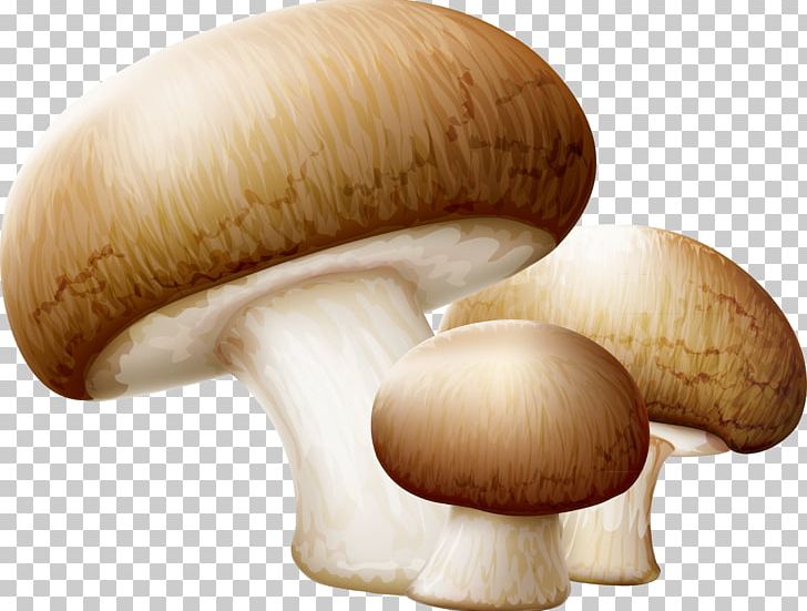 Common Mushroom Edible Mushroom PNG, Clipart, Breakfast, Chanterelle, Christmas Decoration, Decor, Decorative Free PNG Download