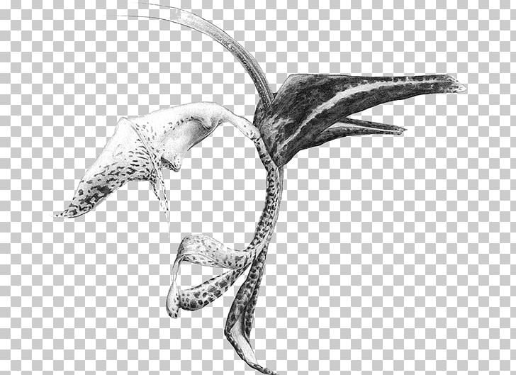 Red Blood Cell Flower Velociraptor Gongora JPEG PNG, Clipart, 3d Computer Graphics, Black And White, Blood Cell, Database, Dinosaur Free PNG Download
