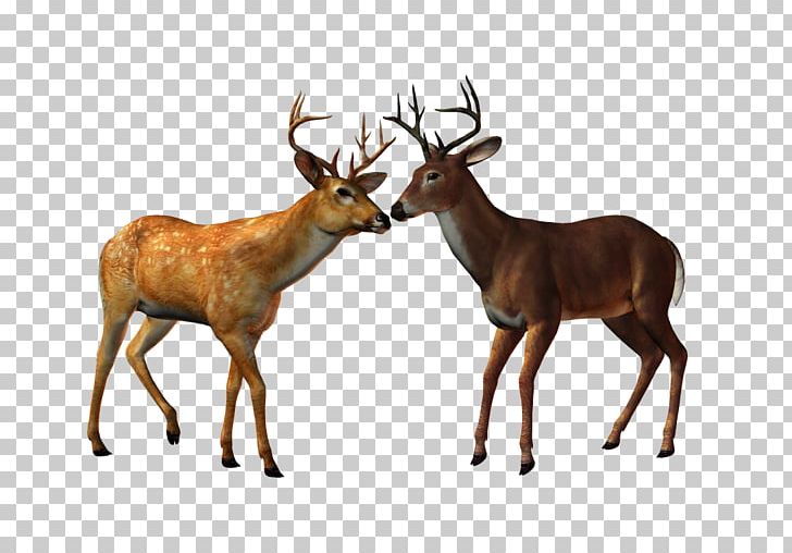 Red Deer Elk Ceylon PNG, Clipart, Animal, Animals, Antler, Ceylon, Clip Art Free PNG Download