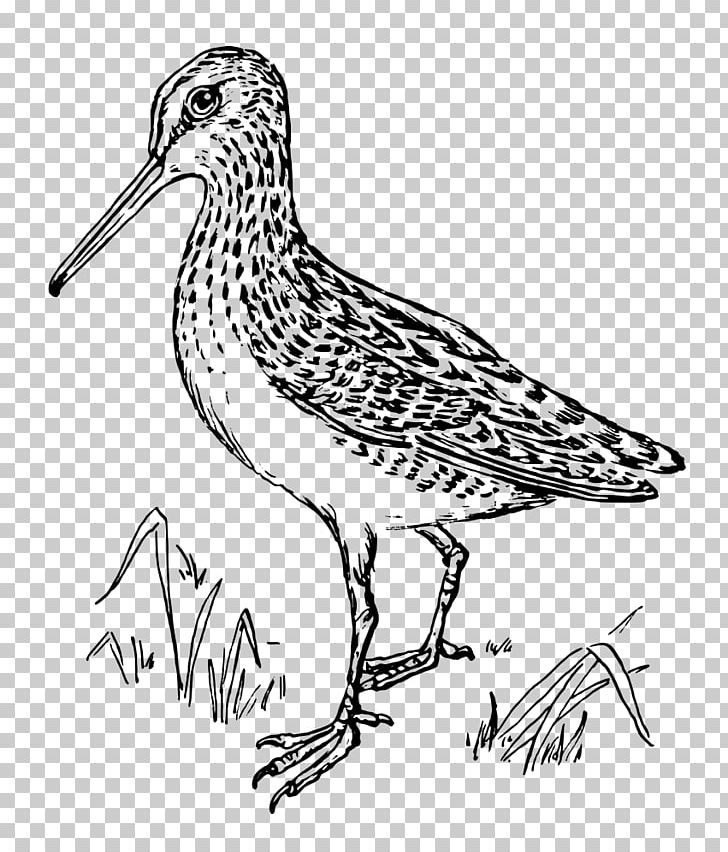 Snipe Computer Icons PNG, Clipart, Art, Artwork, Beak, Bird, Black And White Free PNG Download