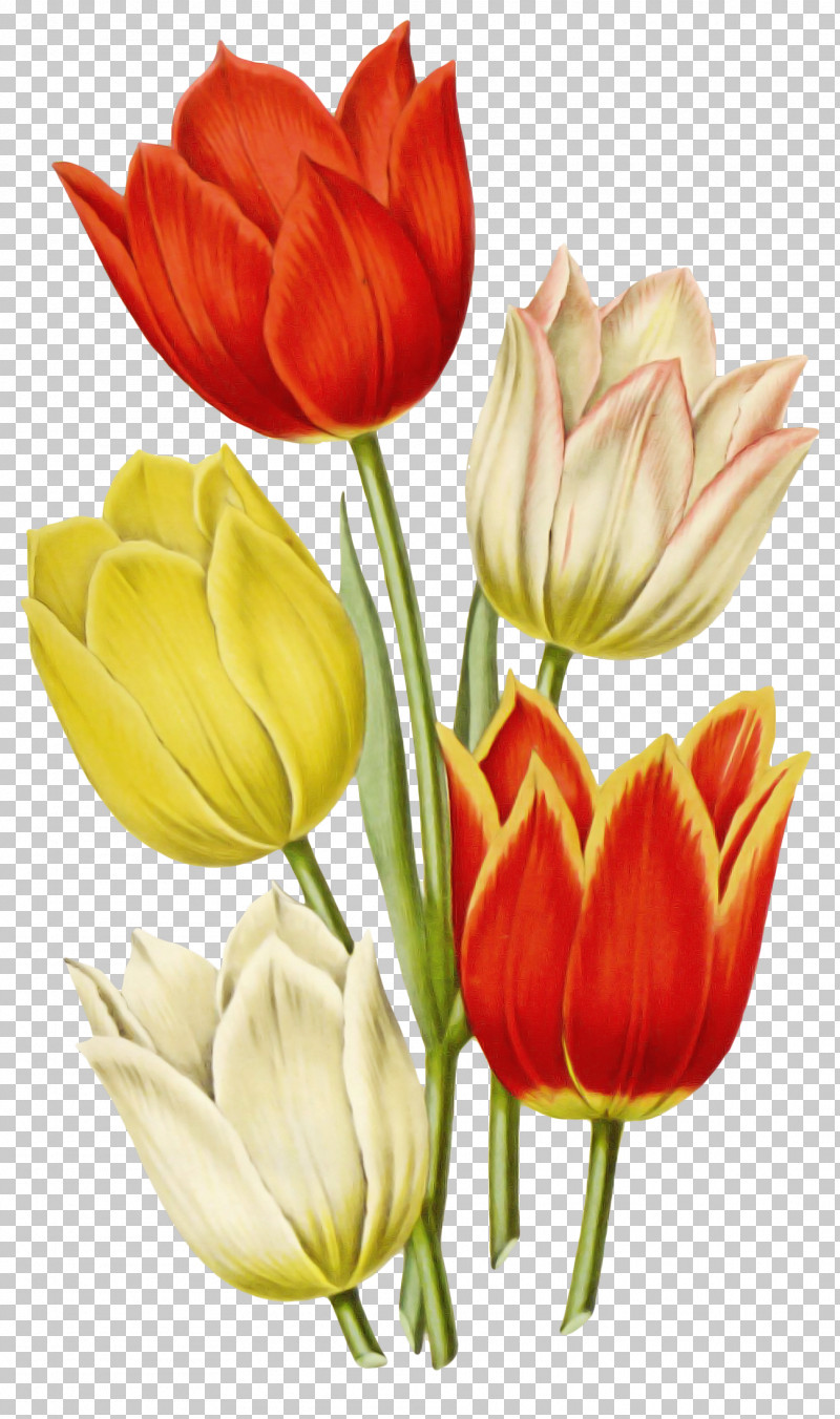 Flower Petal Cut Flowers Tulip Plant PNG, Clipart, Bud, Cut Flowers, Flower, Lady Tulip, Lily Family Free PNG Download