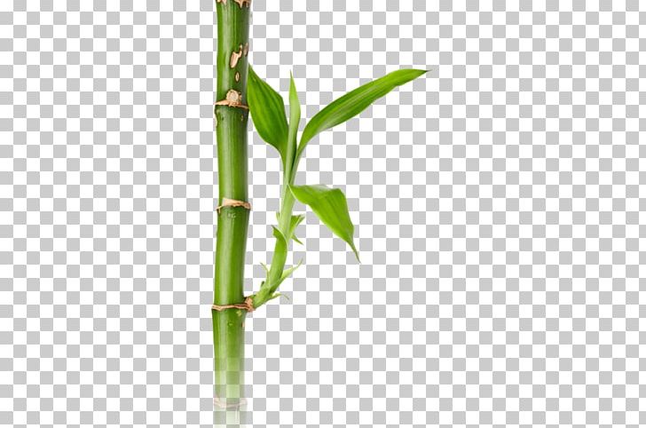 Bamboo Shoot Stock Photography PNG, Clipart, Bamboo, Bamboo Illustration, Bamboo Shoot, Grass, Grass Family Free PNG Download
