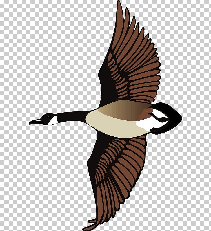Canada Goose PNG, Clipart, Animals, Beak, Bird, Branta, Canada Goose Free PNG Download