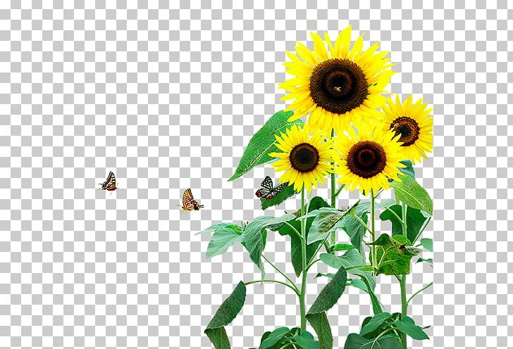 Common Sunflower PNG, Clipart, Butterfly, Common Sunflower, Daisy Family, Designer, Flower Free PNG Download