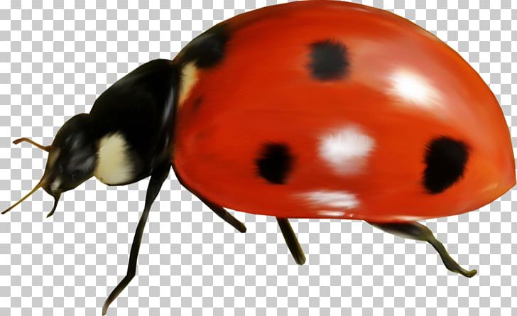 Ladybird Photography PNG, Clipart, Arthropod, Beetle, Blog, Bug, Drawing Free PNG Download