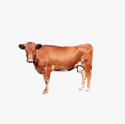 Brown Cow PNG, Clipart, Animal, Brown, Brown Clipart, Brown Clipart, Brown Cow Free PNG Download