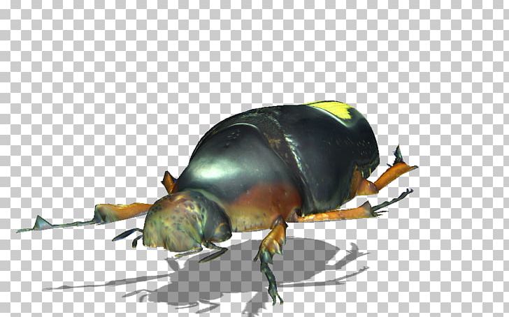 Dung Beetle Weevil Scarab Pest PNG, Clipart, Animals, Arthropod, Beetle, Dung Beetle, Fauna Free PNG Download