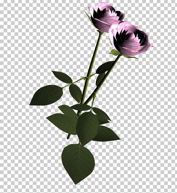 Garden Roses Flower PNG, Clipart, Bud, Cut Flowers, Download, Encapsulated Postscript, Flora Free PNG Download