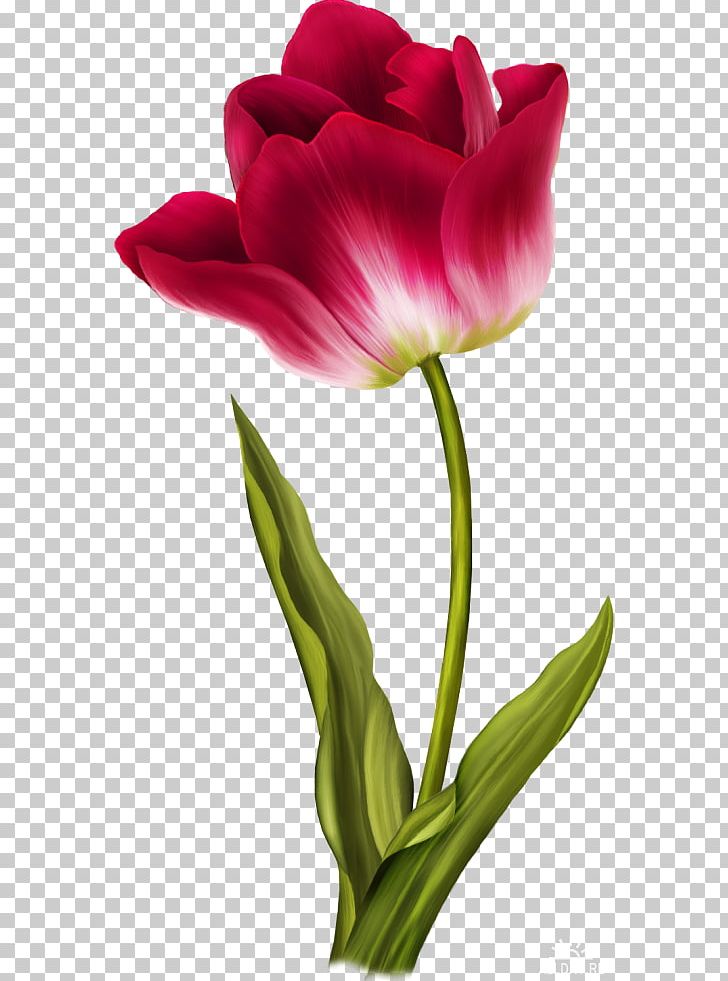 Tulip PNG, Clipart, Balcony, Balcony Plants Decoration 18 0 1, Bud, Clip Art, Color Free PNG Download