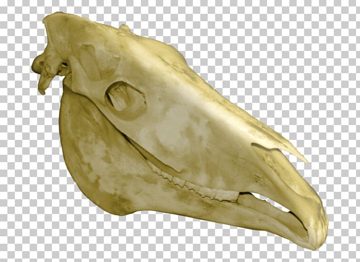 Horse Bone Skull Skeleton PNG, Clipart, Animals, Artifact, Bone, Cervical Vertebrae, Drawing Free PNG Download
