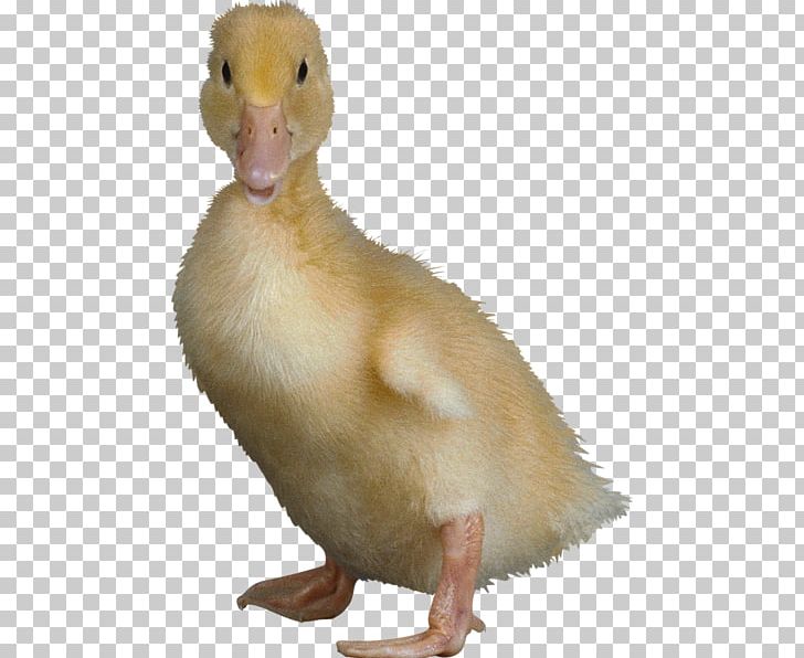 Indian Runner Duck Cygnini American Pekin Goose PNG, Clipart, Anatidae, Animal, Animals, Anseriformes, Baby Ducks Free PNG Download