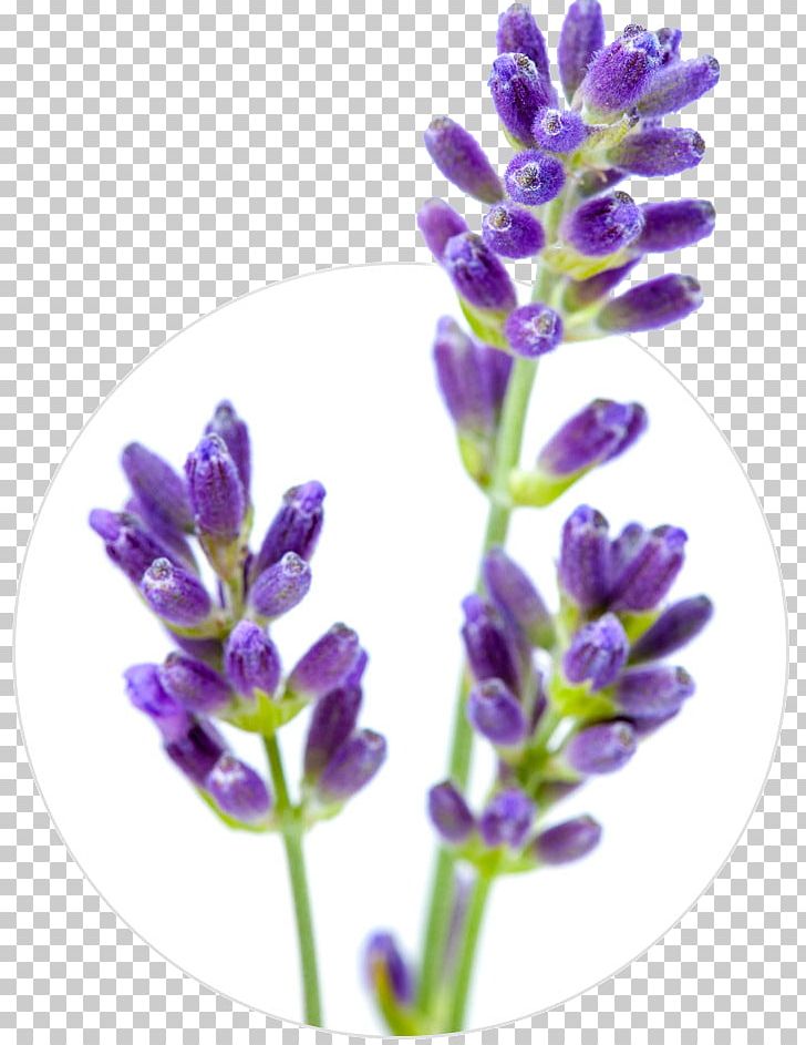 English Lavender Flower Stock Photography Lavender Oil PNG, Clipart, Bluebonnet, Clary, English Lavender, Essential Oil, Flower Free PNG Download