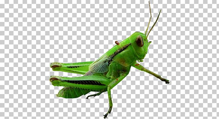 Grasshopper PNG, Clipart, Grasshopper Free PNG Download