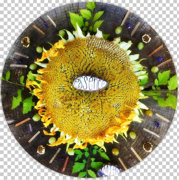 Sunflower M PNG, Clipart, Flower, Others, Sunflower Free PNG Download