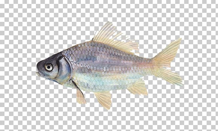 Watercolor Painting Artist Fish PNG, Clipart, Art, Barramundi, Bony Fish, Calligraphy, Carassius Auratus Langsdorfii Free PNG Download