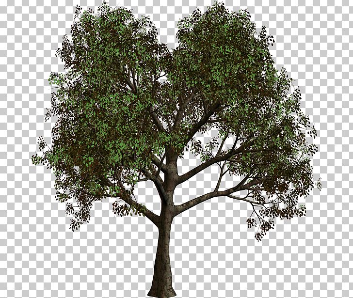 Tree Forest PNG, Clipart, Branch, Christmas Tree, Clip Art, Clipart, Desktop Wallpaper Free PNG Download